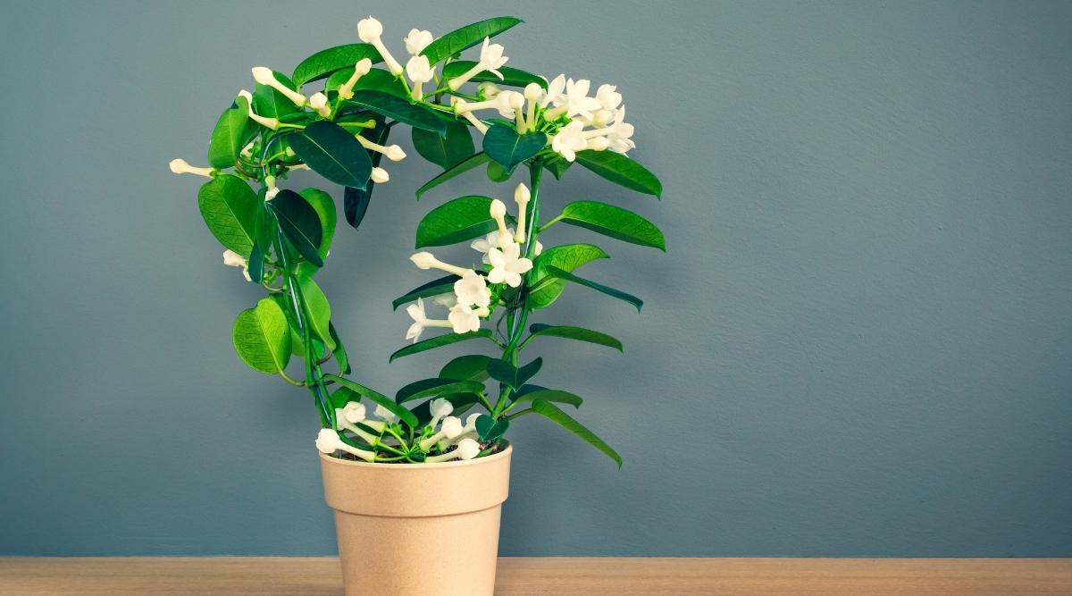 Brighten Your Home with These 20 Indoor Plants Featuring Stunning White Flowers