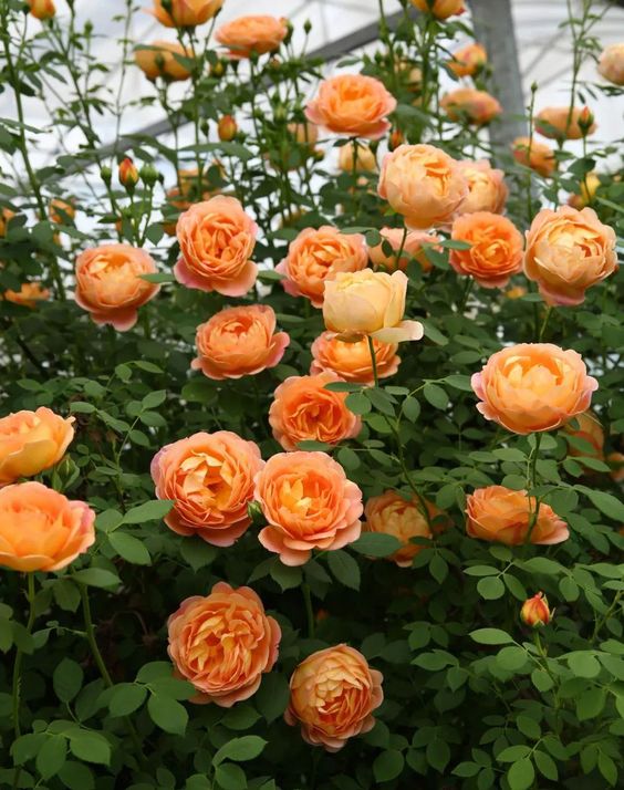 Add a Pop of Color: These Orange Flowering Plants Will Bring Your Garden to Life