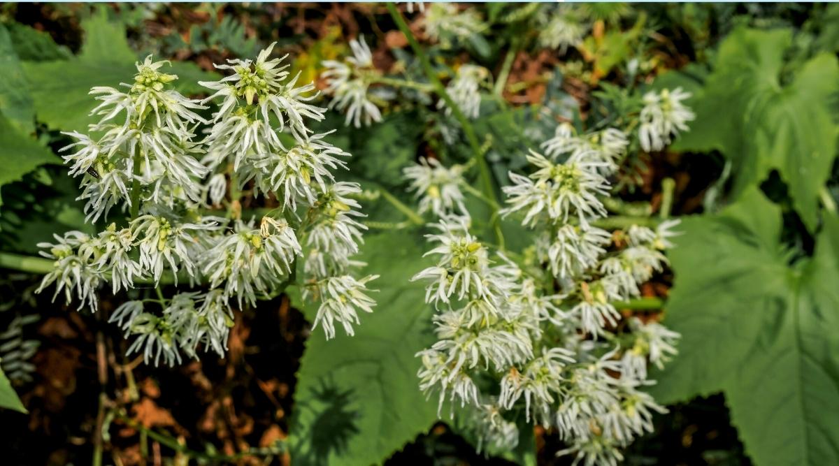 Elevate Your Outdoor Space with These 21 Gorgeous White-Flowered Vines and Climbing Plants