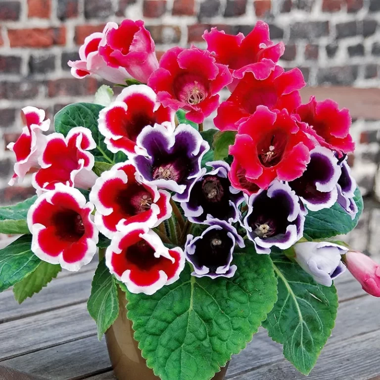 Bring Color Indoors: How to Cultivate Gorgeous Gloxinia Plants in Your Home